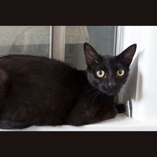 Photo of Mona $80 To Adopt!