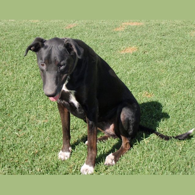 Photo of Cooper (E1136)