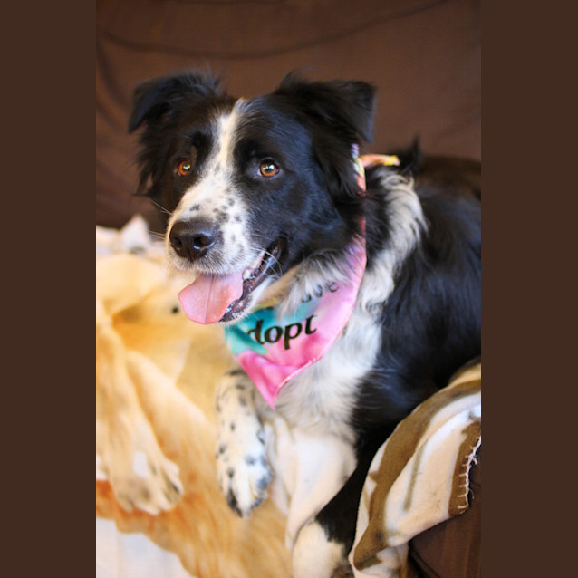 Photo of Lucky