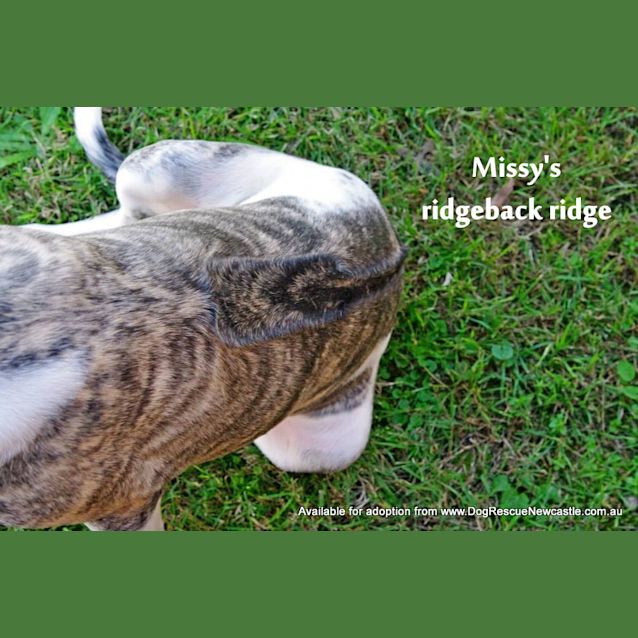 Photo of Missy (On Trial 9/8/14)