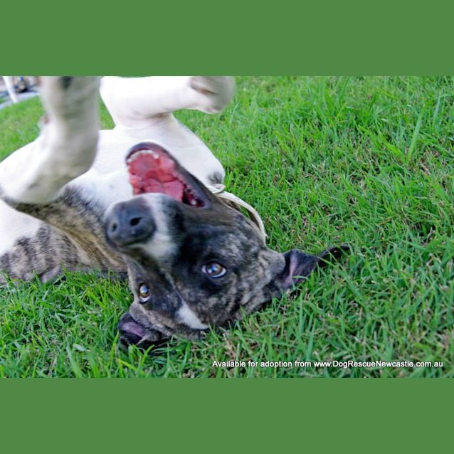 Photo of Missy (On Trial 9/8/14)
