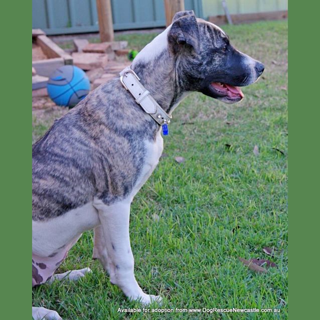 Photo of Missy (On Trial 9/8/14)