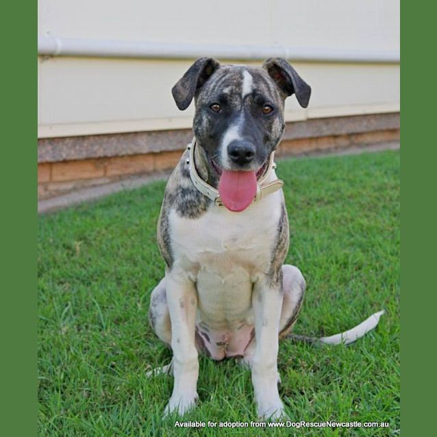 Photo of Missy (On Trial 9/8/14)