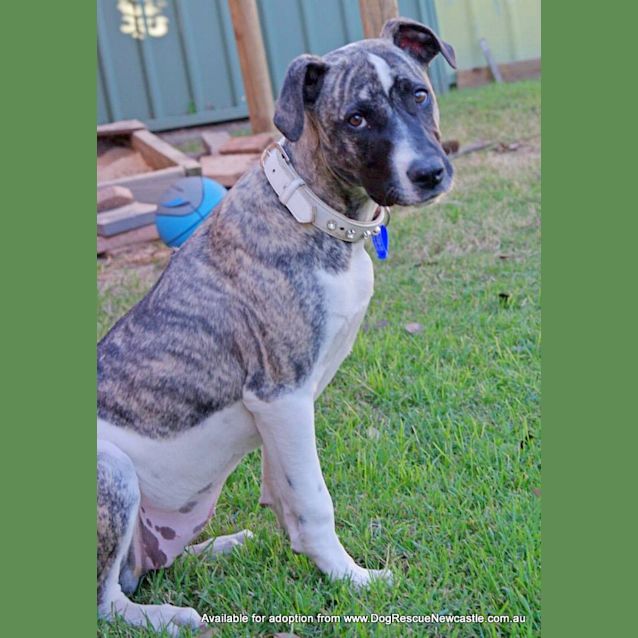 Photo of Missy (On Trial 9/8/14)