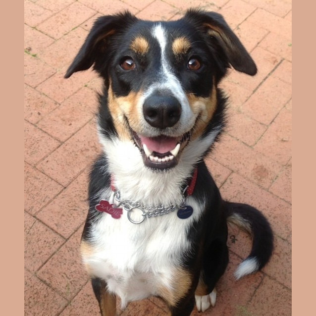 Photo of Sadie