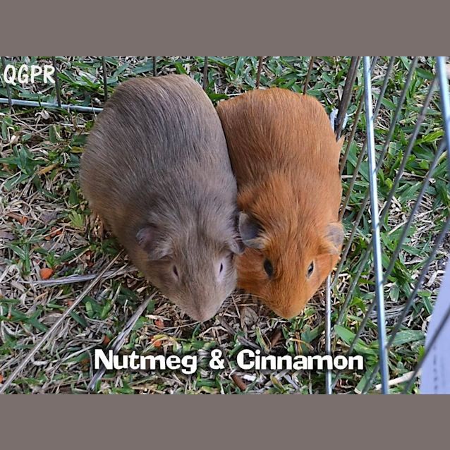 Photo of Cinnamon And Nutmeg