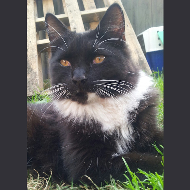 Photo of Disco & Dante