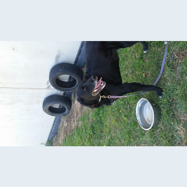 Photo of Lilly Id:35712