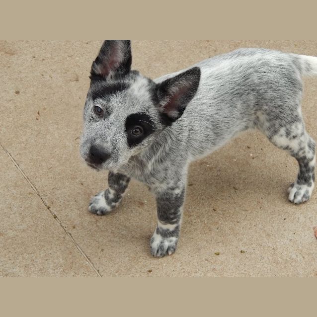 Photo of Buster