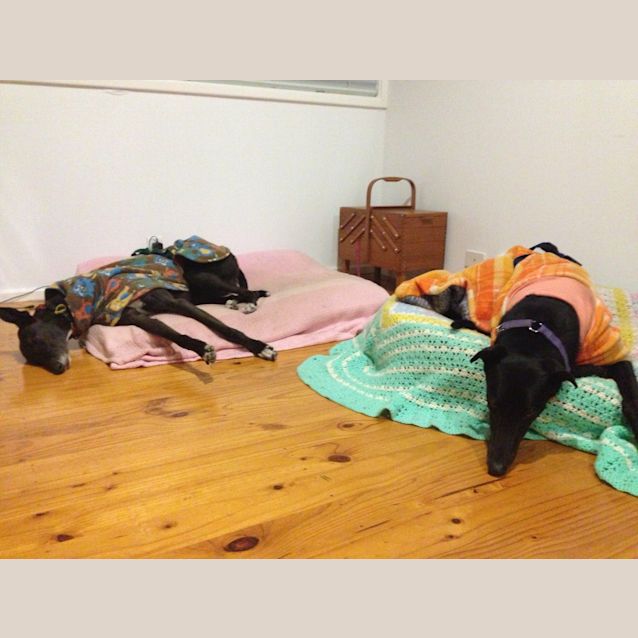 Photo of Gentle Soul "Billy". Canberra Based