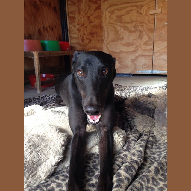 Photo of Gentle Soul "Billy". Canberra Based