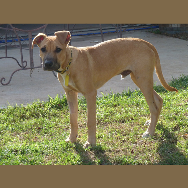 Photo of Henley *On Trial In His New Home*