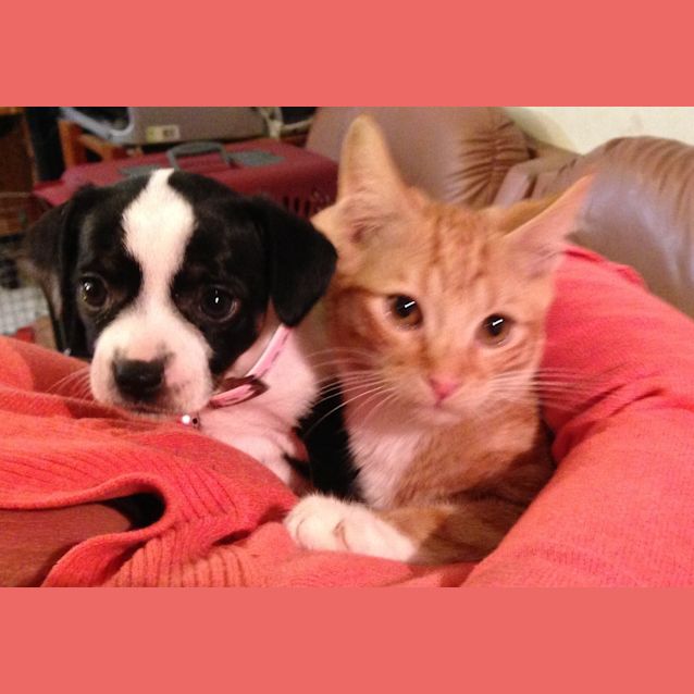 Photo of Puss In Boots