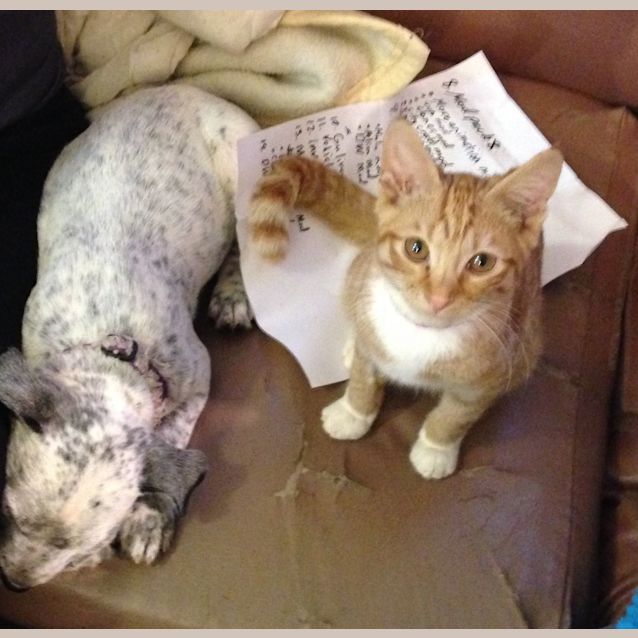 Photo of Puss In Boots