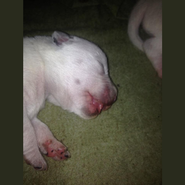 Photo of Mischa   Expressions Of Interest