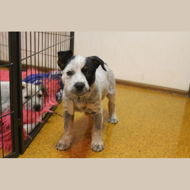 Photo of Mischa   Expressions Of Interest