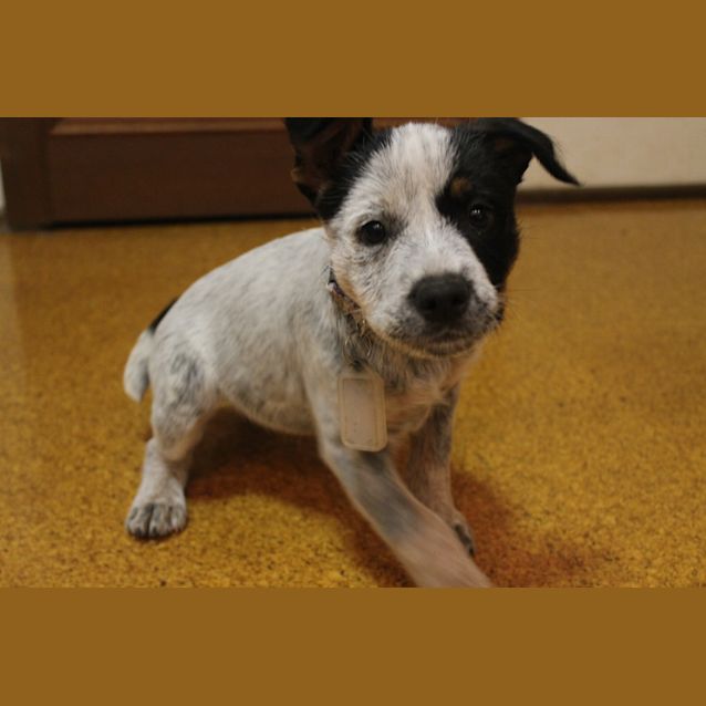 Photo of Mischa   Expressions Of Interest