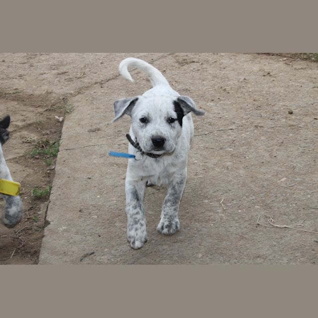 Photo of Rambo   Expressions Of Interest