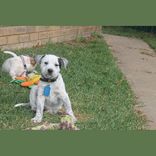 Photo of Rambo   Expressions Of Interest