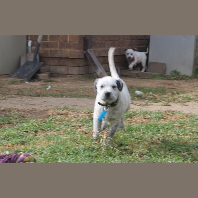 Photo of Rambo   Expressions Of Interest