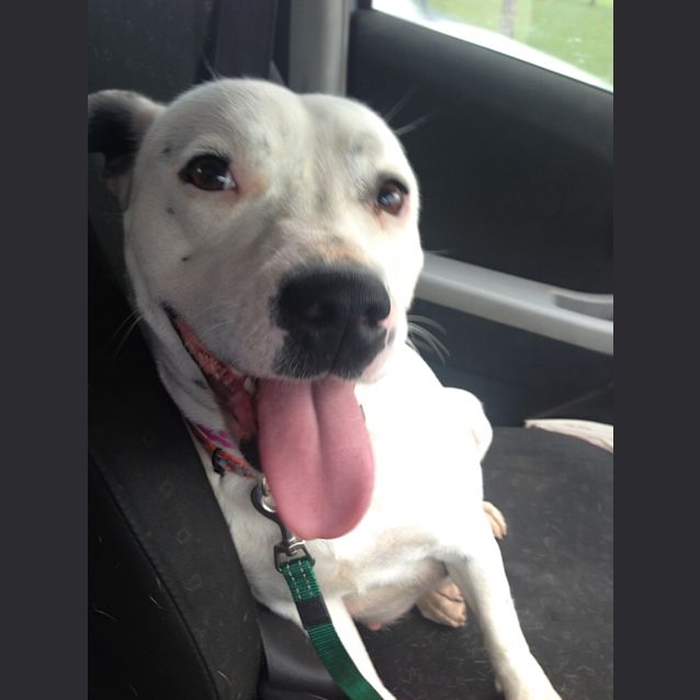 Photo of Rambo   Expressions Of Interest