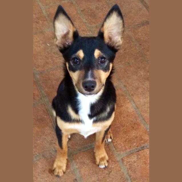 Photo of Beautiful Sadie 16 Week Old Puppy!