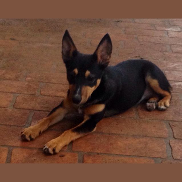 Photo of Beautiful Sadie 16 Week Old Puppy!