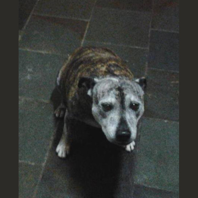 Photo of Shadow