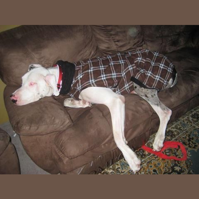 Photo of Angus