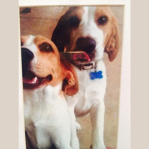 Photo of Roxy   To Be Homed With Sheldon