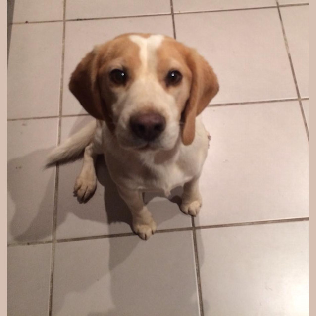 Photo of Sheldon   To Be Homed With Roxy