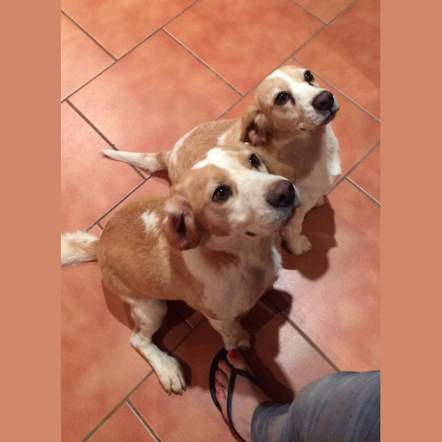 Photo of Sheldon   To Be Homed With Roxy