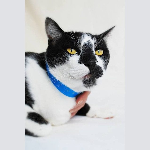Photo of "Boris"   Purrfect Match