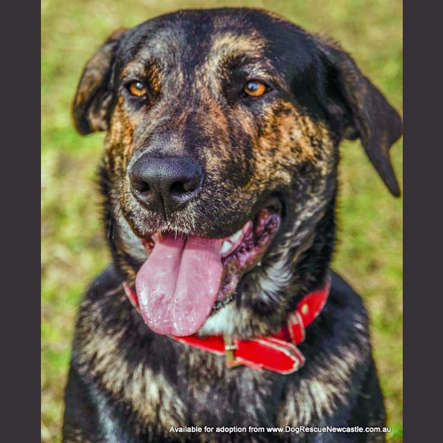 Photo of Turbo (On Trial 30/8/14)