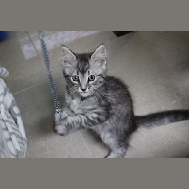 Photo of Ranger