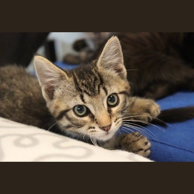 Photo of Sherlock