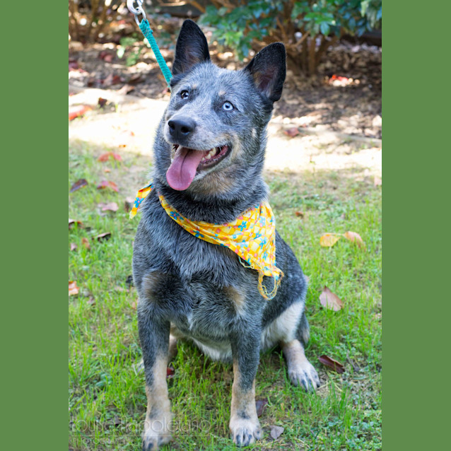 Photo of Buddy