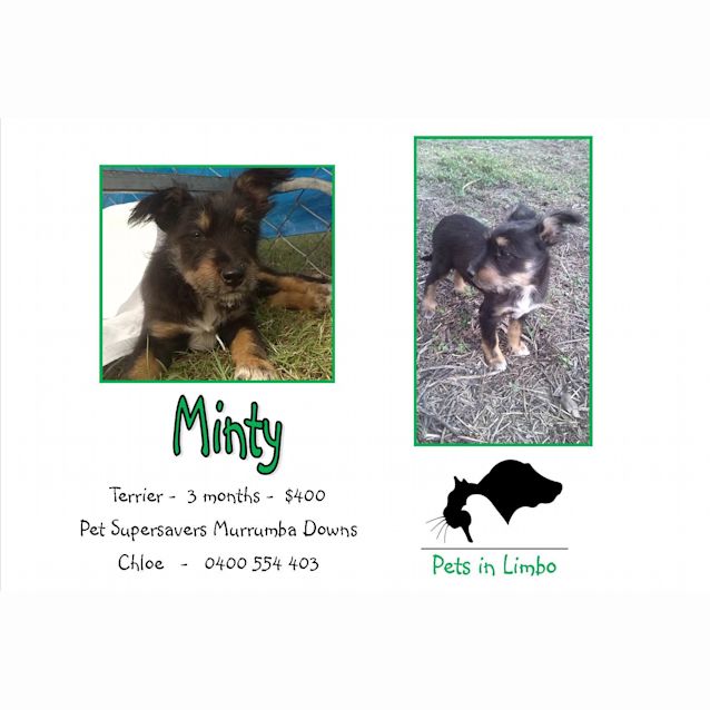 Photo of Minty