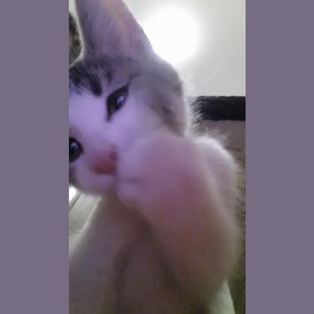 Photo of Milo (Pre   Adoption)