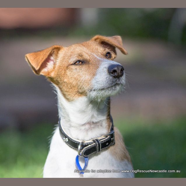 Photo of Buddy The Jack Russell (On Trial 22/7/14)