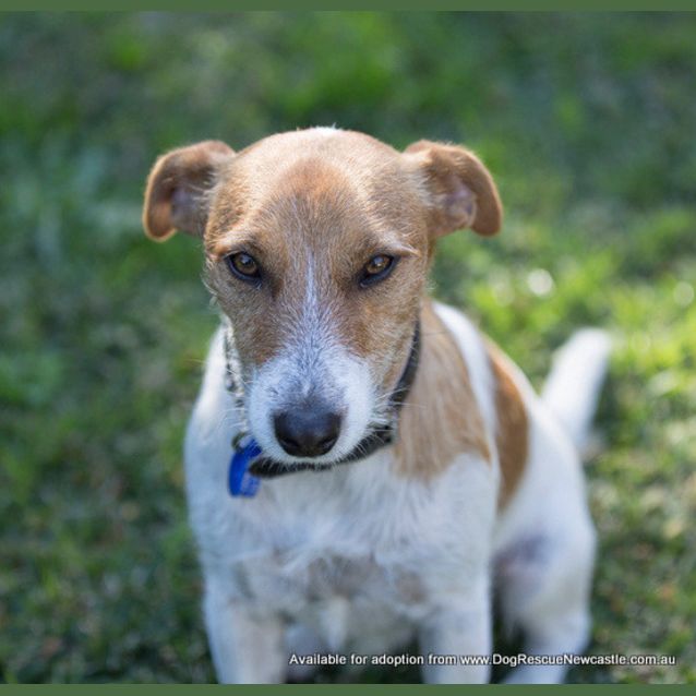 Photo of Buddy The Jack Russell (On Trial 22/7/14)
