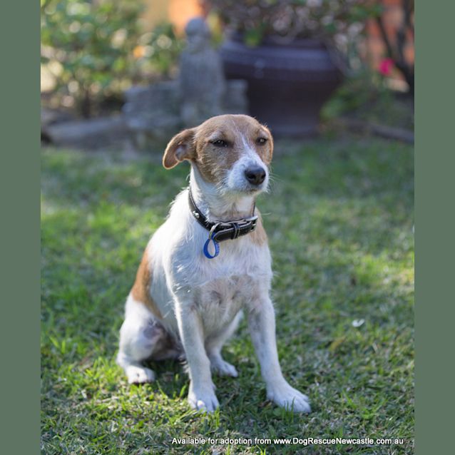 Photo of Buddy The Jack Russell (On Trial 22/7/14)
