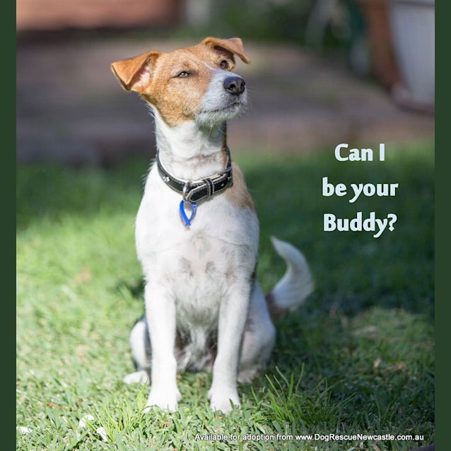 Photo of Buddy The Jack Russell (On Trial 22/7/14)