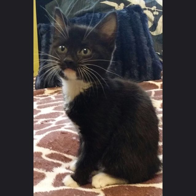 Photo of Pip