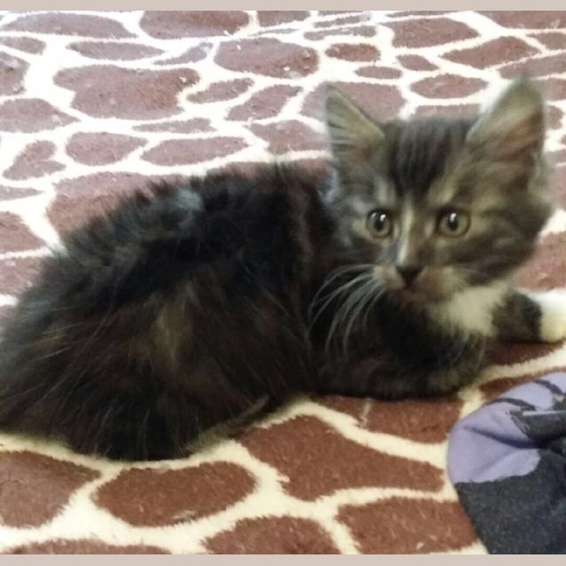 Photo of Pirate