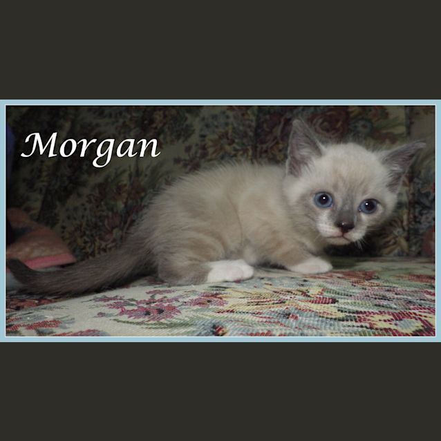 Photo of Morgan