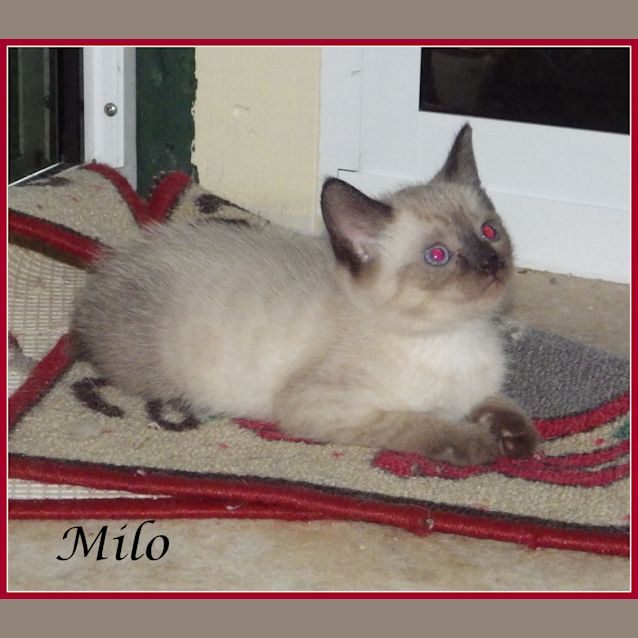 Photo of Milo