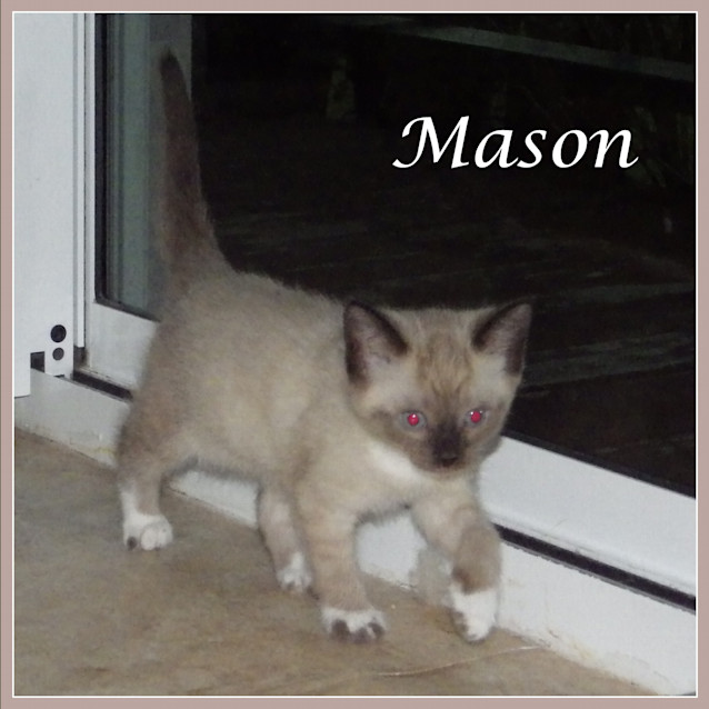 Photo of Mason