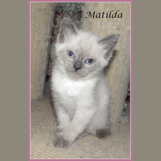 Photo of Matilda