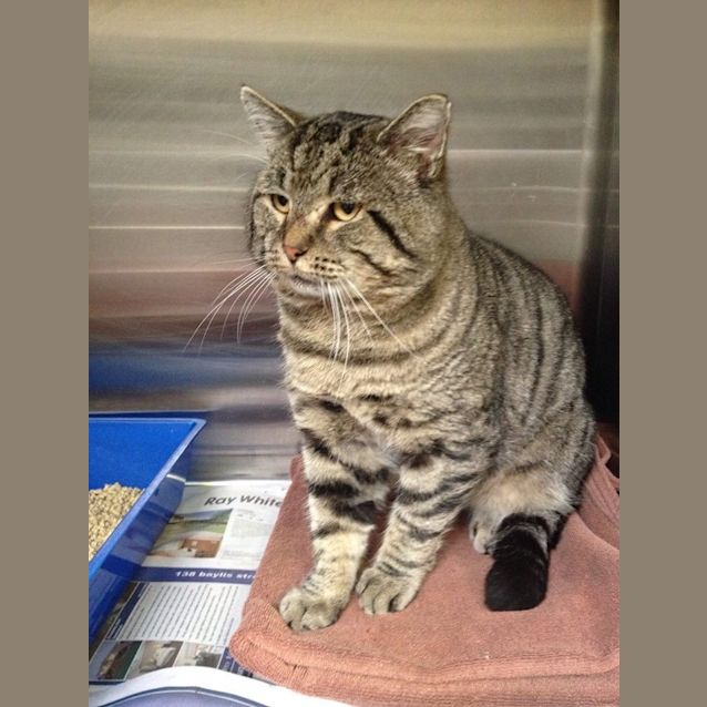 Photo of Chippy 